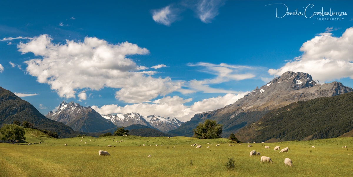 New Zealand  Pastoral Landscape Scenery